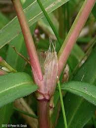 Image result for Persicaria glomerata