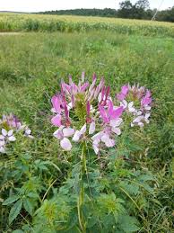 Image result for Cleome houtteana