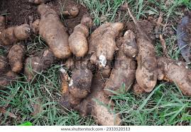 Image result for Senecio pachyrhizus