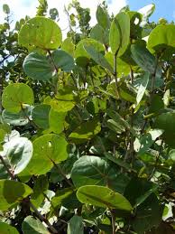 Image result for Persicaria hystricula