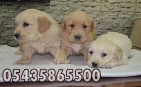 yavru golden retriever http golden retriever yavruilani com golden retriever fiyatlari pet shop golden retriever retriever