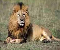 Imparare a conoscerlo e pacificarlo è un modo per riconoscere ed accettare potenzialità vitali e pressanti presenti dentro di se', per dare loro ordine ed uno spazio nella propria vita. Il Leone Nei Sogni Cosa Significa Sognare Un Leone Guida Sogni