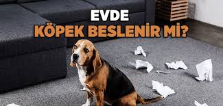 Evde Kopek Beslemek Gunah Midir Islam Ve Ihsan