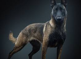 Mountain malinois belgian malinois puppies puppies for sale trained purebred. Image Result For Best Grey Belgian Malinois Breeders Working Dogs Belgian Malinois Dog Malinois Dog