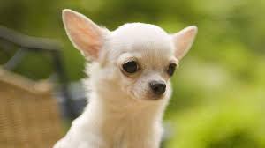 Standard, bronze, silver, gold, and platinum. Chihuahua Price Temperament Life Span