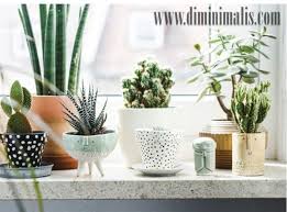 Yap, tanaman aglonema sering dapat predikat sebagai tamanan eksotis dan ratu daun. 5 Jenis Tanaman Indoor Yang Baik Untuk Penyegar Ruangan