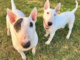 Zoom presentó nuevo sistema de videollamadas. En Argentina Se Conmemora Hoy El Dia Del Animal