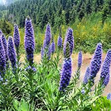 Image result for Equilabium pauciflorum