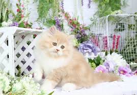 Muppet Cream White Bi Color Doll Face Persian Kitten For Sale Persian Kittens Persian Kittens For Sale Persian Cat Doll Face