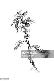 Image result for Parietaria