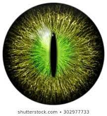 Related Image Reptile Eye Crocodile Eyes Eye Texture