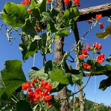 Image result for Phaseolus coccineus