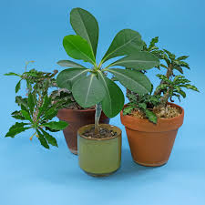 Image result for Euphorbia kilwana