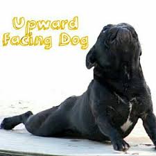 Upward Facing Dog Diet And Fitness Humor Gym Memes Yoga Yoga Lover Dogs Dog Lover French Bulldog Fit Exerc Yoga Funny Upward Facing Dog Workout Humor