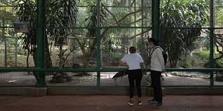 Taman cattleya bisa menjadi pilihan kamu nanti. Baru Dibuka 2 Hari Pengunjung Ragunan Tembus 4 973 Orang Merdeka Com