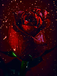 Glitzernde Rise Danke Daizo Video Beautiful Roses Rose Wallpaper Beautiful Gif