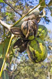 How long do pecan trees live. How To Grow And Care For Pecan Trees Gardener S Path