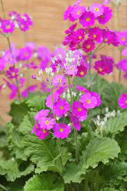 Pretty Prim And Proper In A Winter Garden All4women Primula Winter Garden Pink Garden