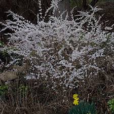 White Forsythia Finegardening Plants Garden Flower Beds Fragrant Plant