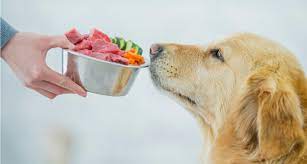 8 Power Foods To Add To Your Dog S Homemade Or Raw Diet Bechewy