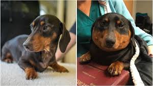See more ideas about dogs, dachshund, weiner dog. Distended Cheshire Dachshund Deflated By Vets Bbc News