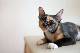 Premium Photo Portrait Of Tricolor Cat Or Calico Or Tortie And White Or Tortoiseshell With Grumpy Face