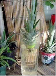 Allow the potting mix in pots to dry out 2 to 3 inches deep between waterings. Pineapple Growing Tips And Fun Facts Plants How To Grow A Pineapple Pineapple Planting