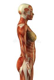 The human shoulder is made up of three bones: Anatomy Of Female Muscular System Stock Illustration Illustration Of Glutues Hamstrings 19835694