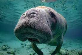 Maskottchen illustrationskunst schlümpfe aquarell zeichentrick comics projekte baby. Manatees Die Sanfte Seekuh Im Sunshine State Florida