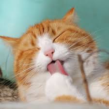 Einige kater markieren ihr revier. Wann Sind Katze Und Kater Geschlechtsreif
