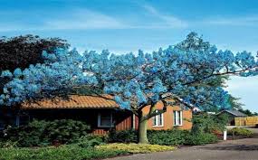 Check spelling or type a new query. Royal Empress Trees Uk Home Facebook