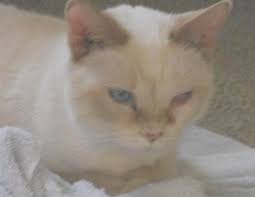 It can take a little longer for the metronidazole to start working so don't throw in the towel yet. Convenia Saved My Cat S Life