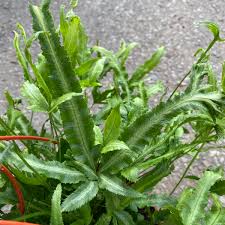 Image result for Pteris friesii