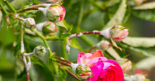 We'll talk about the different types that you can find in your home. Powdery Mildew On Roses How To Get Rid Mildew On Roses