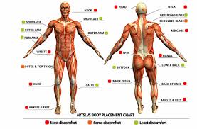 They are categorized by the muscles which they affect (primary and secondary), as well as the equipment required. Tattoo Pain Chart How Much Will It Hurt Wild Tattoo Art