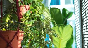 Hang your herbs in a window to help them grow. Best Window Plant Hangers For Indoor Plants 2020 Reviews