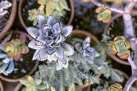 This lovely set of small succulent arrangements in rose gold mercury pots is is shipped as shown and ready to gift! 29 Cutest Planter Ideas For Succulents Learn To Create Beautiful Things