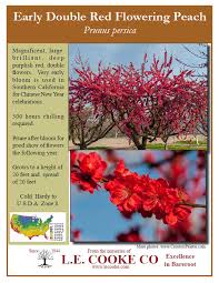 Red flowering gum is very desirable as a flowering accent tree, with its profusion of bright flower clusters in late summer, and sporadically throughout native to western australia. Flowering Peach Trees