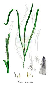 Image result for Zosteraceae