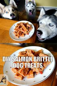 diy dog treats salmon brittle gone to