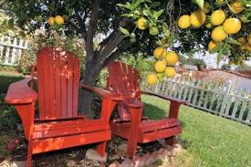 tips for growing citrus in southern california orange