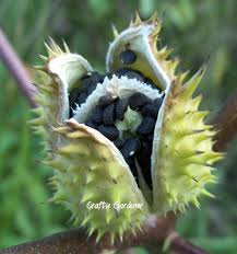 The ballerina series provides double flowers in white, yellow. Seedpod Angel Trumpet1 Angel Trumpet Plant Angel Trumpet Seed Pods