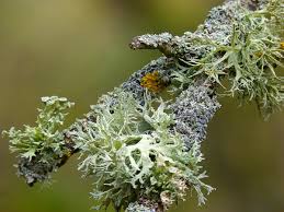 The verb is part of the thesaurus of zertifikat deutsch respectivly level a1. Lichens And People Uses Benefits And Potential Dangers Owlcation