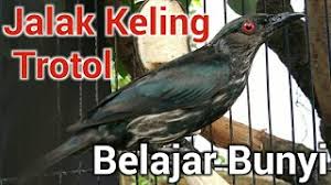 Perbedaan derkuku jantan dan betina yang paling terlihat dari derkuku jantan tentunya adalah suara manggung nya. Jalak Keling Trotol Belajar Bunyi Youtube