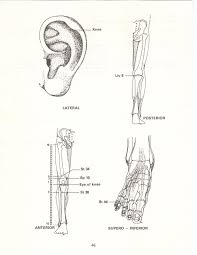 Pin On The Acupuncture Treatment Of Pain Leon Chaitow