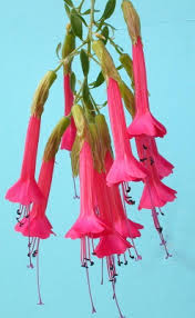 Image result for Cantua