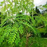 Image result for Albizia procera