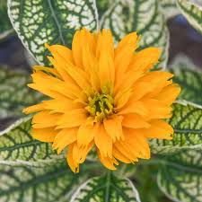 Image result for Heliopsis