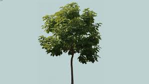 Pngkit selects 6086 hd tree png images for free download. Trees Png 3d Warehouse