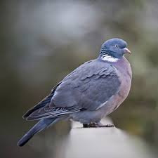 21 facts on wood pigeon tweetapedia living with birds